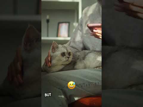 Ultimate Guide to Petting Cats!