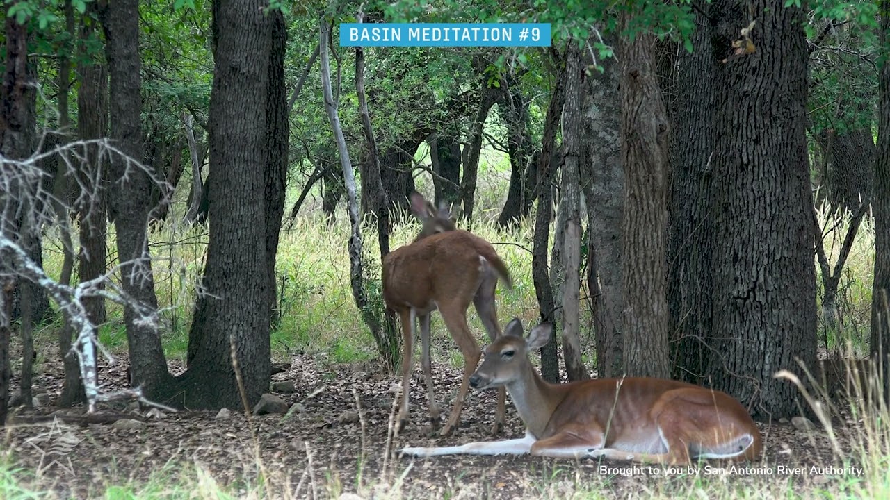 Deer Sighting + Nature Sounds - Basin Meditation at Lorence Creek
