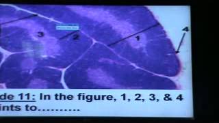 Dr.Gehan Data show  20-4