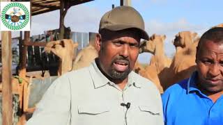 Cafis iyo Caano Geel