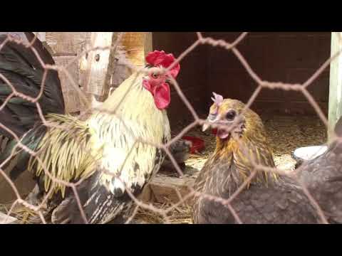 Summer with friends in Voslobeni village