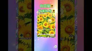 向日葵🌻 ひまわり🌻#pokemon #pokemoncards #pokemontcg #寶可夢