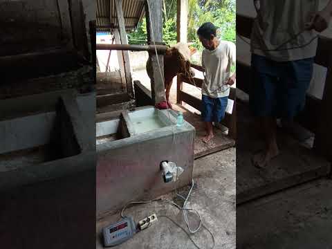 SAPI BETINA MAJERAN SUPER JOS... #SAPI #SAPILAMPUNG #sapisuper  #sapipedaging