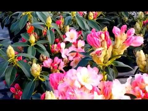 Best Garden Shrubs, Rhododendron Percy Wiseman