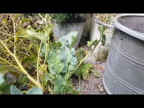 Odla och använda strandkål