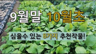 9월말 10월초에 심을 수 있는 8가지 추천 작물! #9월말에 텃밭 가꾸기 #10월초 심는 작물.