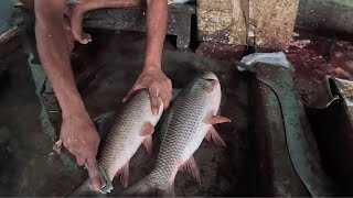 Couple Rohu Fish Cutting by Expert in Fish Market of Bangladesh