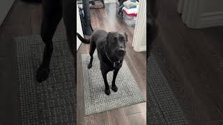 Video preview image #1 German Shepherd Dog-Unknown Mix Puppy For Sale in Corona, CA, USA
