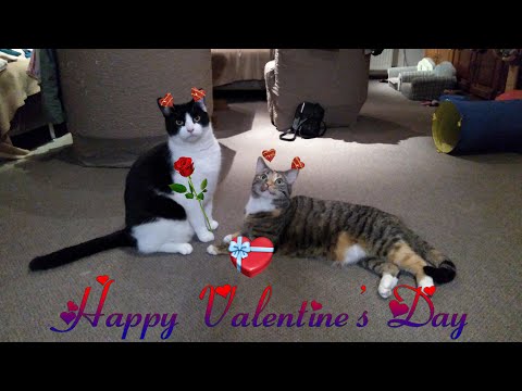 Cookie and Cherry wishes you a happy Valentine's Day 2023!