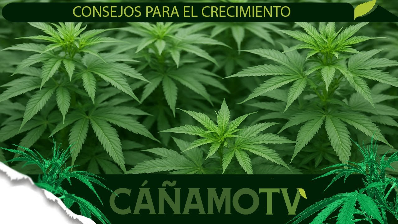 CONSEJOS PARA EL CRECIMIENTO VEGETATIVO 🍀 Mars Hydro