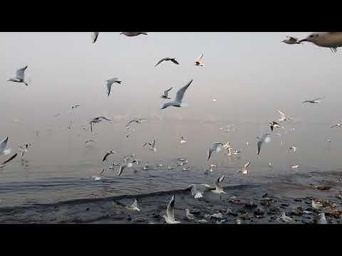 Mahim Hinduja hospital beach in winter.