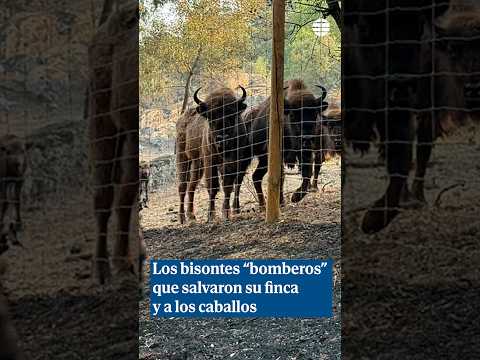 Los bisontes que salvaron una reserva natural de las llamas... Y a sus caballos