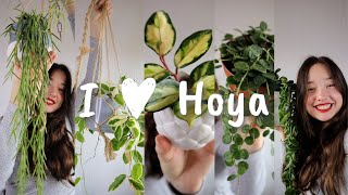 My Hoya Collection Tour ♥ Beginner - Intermediate