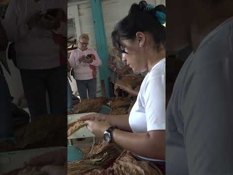 Conoce La Escogida Del Tabaco cubana. Secretos De Una Huella