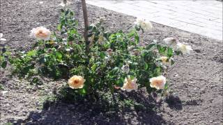 104 Everywhere I Go I See You (Michael W Smith).wmv