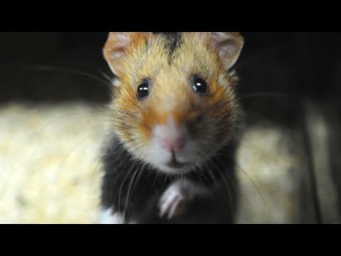 The Truth About Hamsters Is Surprisingly Dark