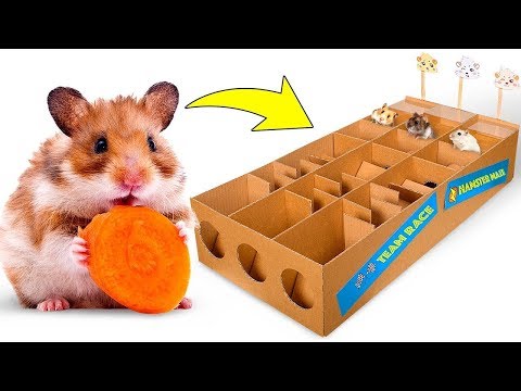 Neues Hamsterrennen aus Karton für Drei Niedliche Hamster 🐹🥇
