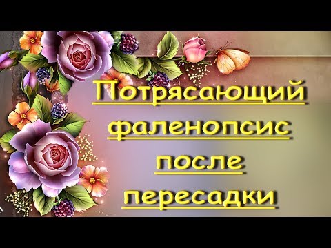 Состояние ОРХИДЕИ из ЛЕРУА после ПЕРЕСАДКИ.