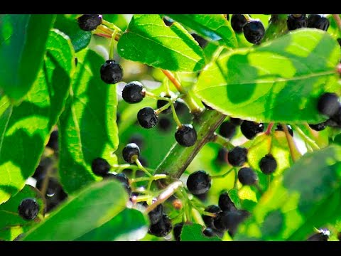 Is This the Most Powerful Berry You've Never Heard Of?