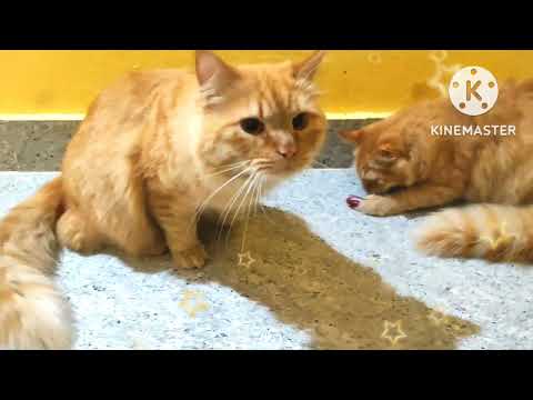 Funny cat's || abdul op ||