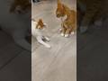 CAT FIGHT Cat Cats Fight Cute Adorable Orangecat Fyp