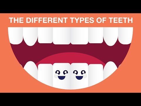 What are The Different Types of Teeth?