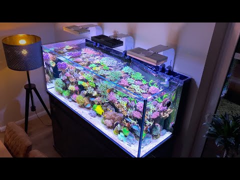 This is a *high end* REEF AQUARIUM! - Reef Relax 4K