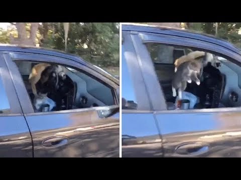 Crazy Cats Run Around Inside Of Car