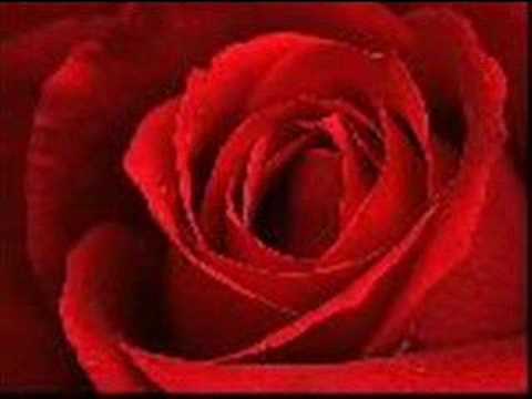 bilemiyorum sana ben kavusurmuyum-sevda