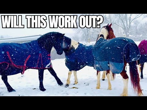 I Have To Separate My Entire Herd…