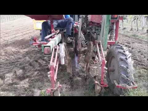 Ein neuer Weingarten entsteht - Reben setzen