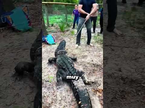 Crocodile in the pool! 🐊