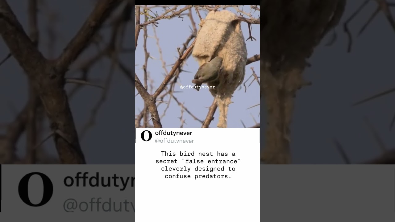 POV : This bird nest has a secret