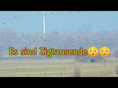 Unglaublicher Gänsetornado am Niederrhein / Tornado of geese rhine germany