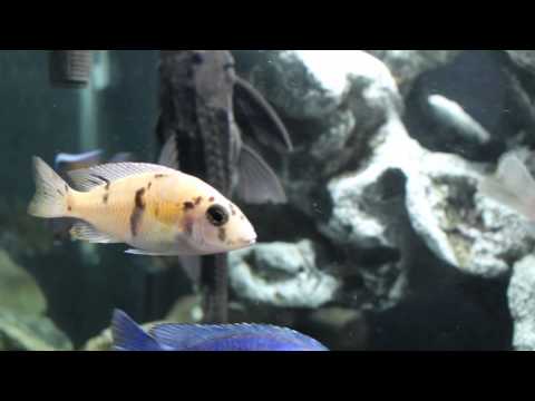 Buying Your First African Cichlids: A Guide for Beginners