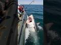 POV A Shark Attacks A Boat Full Of Fishermen In The Middle Of The Ocean Shark Attack Ocean Pov