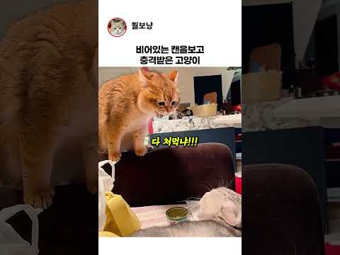 빈캔을 보고 충격받은 고양이