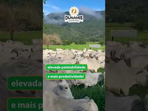 Dunamis com 63 dias de plantio em Nossa Senhora do Livramento - MT