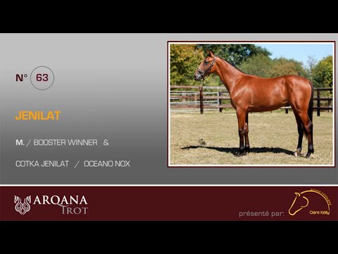 Arqana Trot - Lot N° 63 - M. / Booster Winner  présenté par Clare Kelly