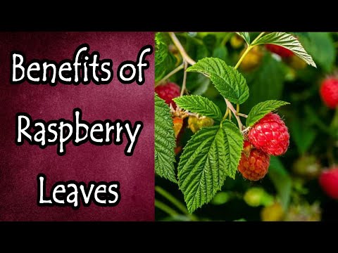 Benefits of Raspberry Leaves