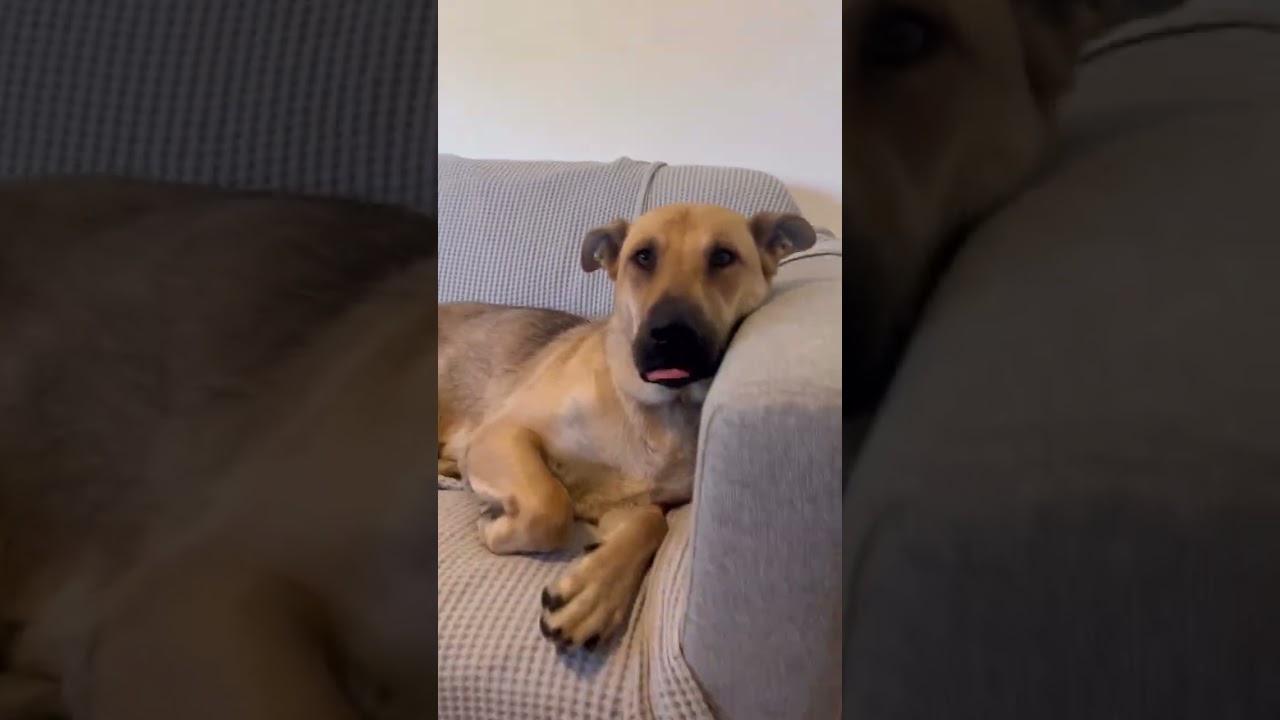 Honey, a ADOPTABLE mixed breed in Burbank, CA video 6/6
