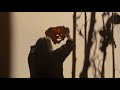 Leatherface Remake Timeline Scenepack For Edits 4K No CC