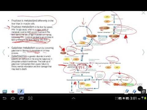 Ch 15: Metabolism of other Hexoses, and Pentose Phosphate Pathway