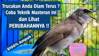 Download lagu Masteran Trucukan Gacor Ngalas Tarung Ropel Paling Bagus Untuk Pancingan Trucukan Agar Bunyi Nyaut mp3