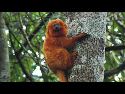 Parque do Mico-Leão-Dourado, em Cabo Frio, recebe 42 mil mudas para reflorestamento 