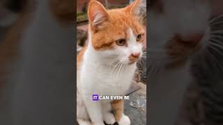 Deadly Parasite Lurking in Your Cat The Truth About Toxoplasmosis!