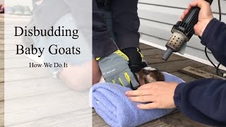 How To Disbud Baby Goats