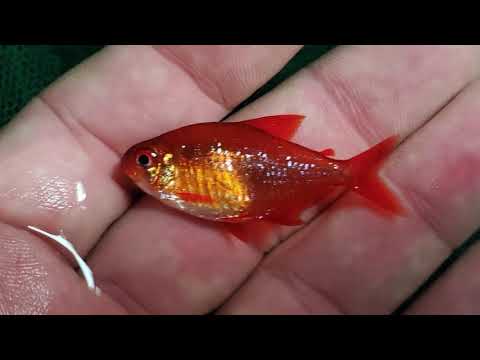 Hyphessobrycon sp. ( Red Cherry )