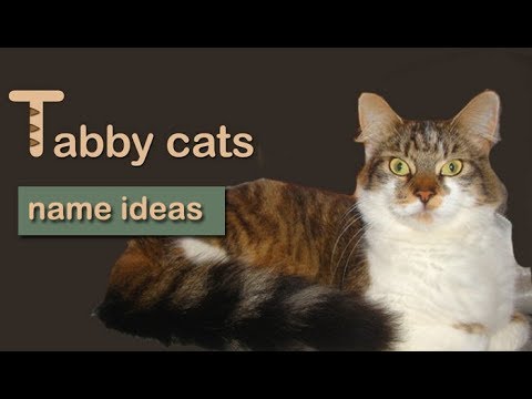 Tabby Cat Names - 25 Names for Your Tabby Cat