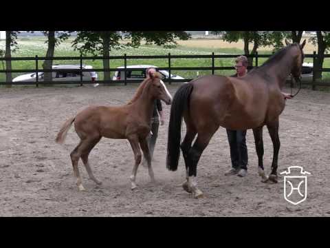 HEI138 Hengstfohlen von Catch - Carentan - Quidams Rubin